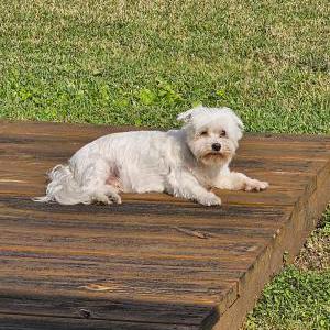 Lost Dog Boo
