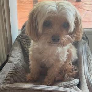 Image of Lola, Lost Dog