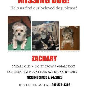 Lost Dog Zachary