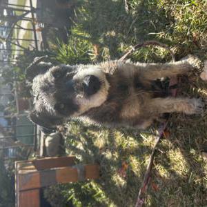 Found Dog Unknown