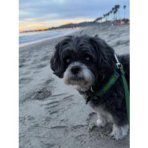 Lost Dog Pepper Ann