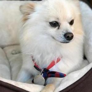 Image of Peewee, Lost Dog