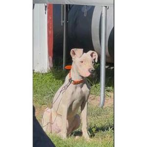 Lost Dog Miklo