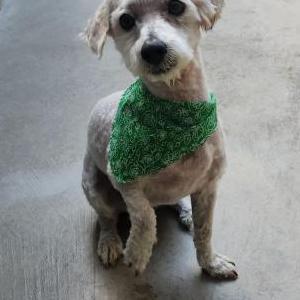 Found Dog Unknown