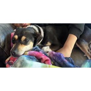 Lost Dog Bella