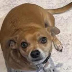 Image of Yuki, Lost Dog