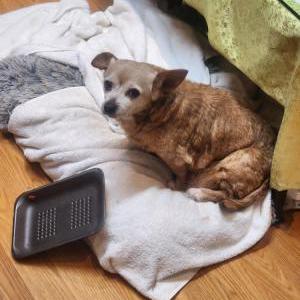 Image of Tammy, Lost Dog