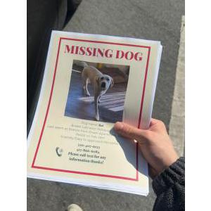Image of Bai, Lost Dog
