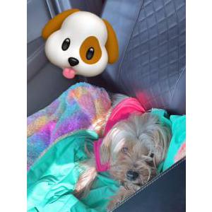 Lost Dog Poochi