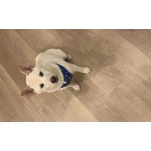 Lost Dog aspen