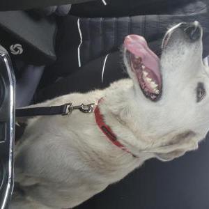 Lost Dog Luna