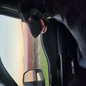 Lost Dog Boy