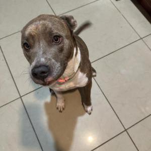 Lost Dog Stella