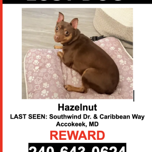 Lost Dog Hazelnut