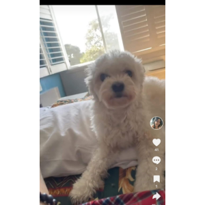 Lost Dog Jazzy