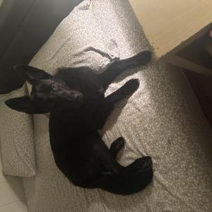 Image of Silas, Lost Dog