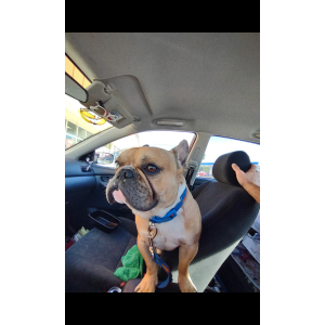 Lost Dog Muñeco