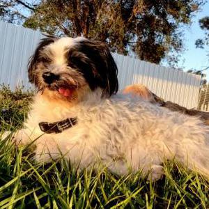 Lost Dog Antonio