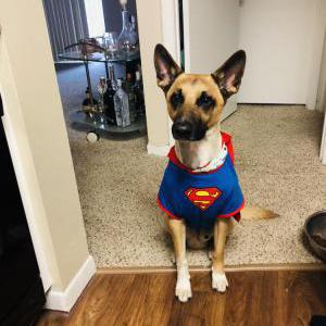 Lost Dog Hank