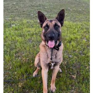 Found Dog Unknown