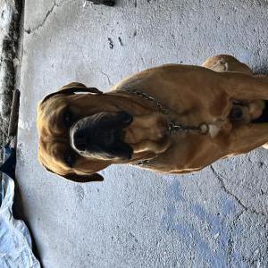 Image of Big head, Lost Dog