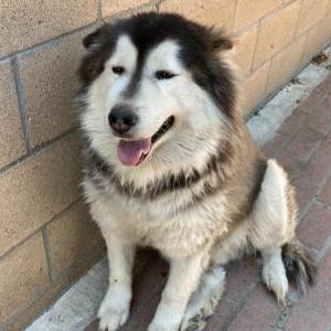 Lost Dog Lobo