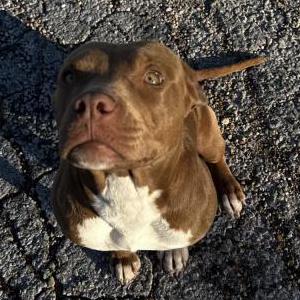 Image of Unknown, Found Dog