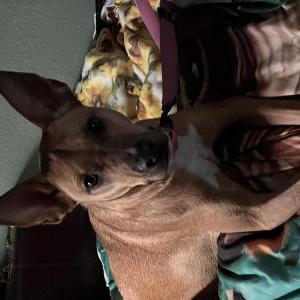 Image of Unknown, Found Dog