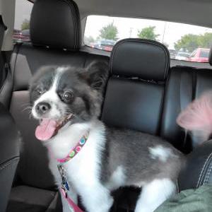Lost Dog Mia