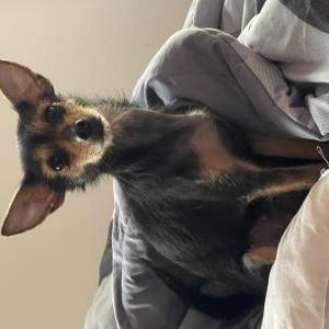 Lost Dog Bubbles