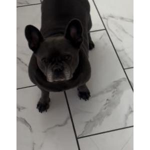 Image of Shelia, Lost Dog