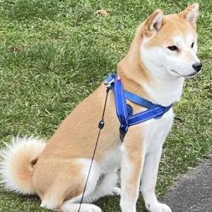 Lost Dog Takuno