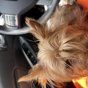Lost Dog Londynn