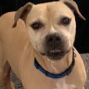 Lost Dog Peabody