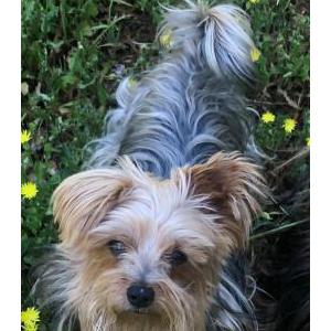 Image of Shaggy, Lost Dog