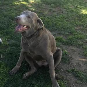 Image of Luna, Lost Dog