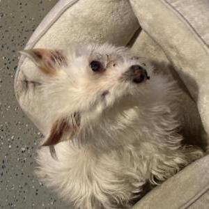 Lost Dog Blanky