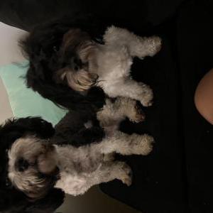 Lost Dog Coco and lucy