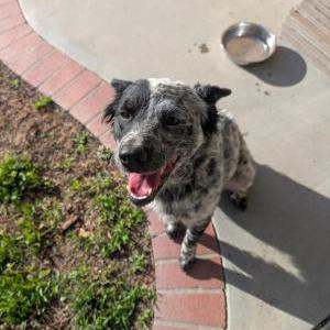 Image of Unknown, Found Dog