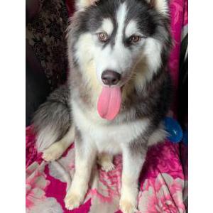 Lost Dog Dexter