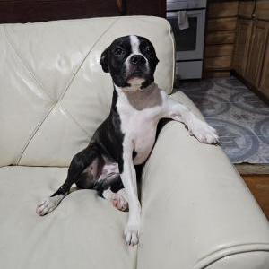 Lost Dog Merlot