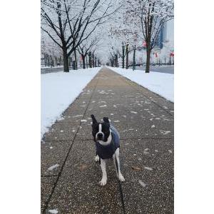 2nd Image of Merlot, Lost Dog