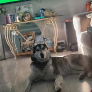 Image of Ace, Lost Dog