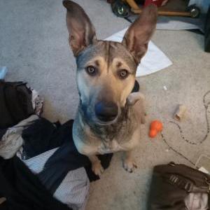 Lost Dog Dakota