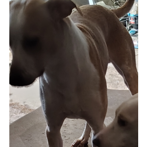 Image of Hoss, Lost Dog