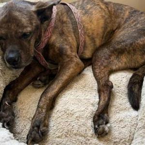 Lost Dog Ginger