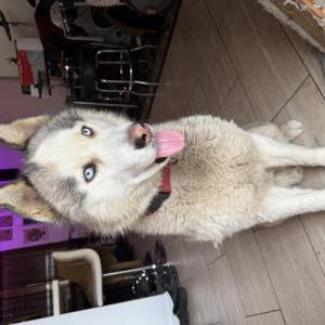 Found Dog Unknown