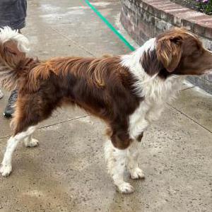 Found Dog Unknown