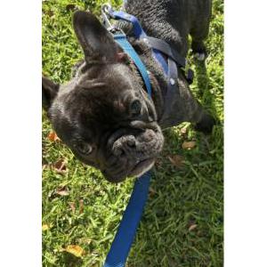 Image of Coco, Lost Dog