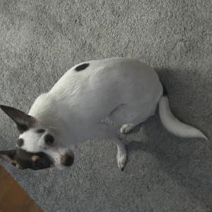 Image of Lucy, Lost Dog